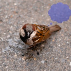Sparrows Fart