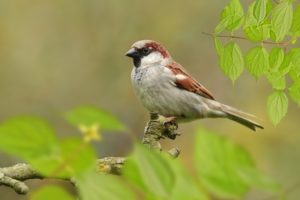 Getting Up With The Sparrows Fart To Grow Your Business